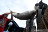 Potensi ekspor ikan tuna. Pekerja membongkar muat ikan tuna kualitas ekspor hasil tangkapan nelayan di tempat pendaratan ikan Ulee Lheu, Banda Aceh, Aceh, Minggu (21/11/2021). Indonesia menjadi salah negara yang memiliki potensi ikan tuna yang cukup besar dengan volume ekspor ke pasar global berkisar 180 hingga 195 ribu ton lebih setiap tahunnya. ANTARA/Irwansyah Putra