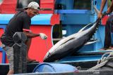 Potensi ekspor ikan tuna. Pekerja membongkar muat ikan tuna kualitas ekspor hasil tangkapan nelayan di tempat pendaratan ikan Ulee Lheu, Banda Aceh, Aceh, Minggu (21/11/2021). Indonesia menjadi salah negara yang memiliki potensi ikan tuna yang cukup besar dengan volume ekspor ke pasar global berkisar 180 hingga 195 ribu ton lebih setiap tahunnya. ANTARA/Irwansyah Putra