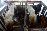 Pekerja  memerah susu kambing jenis etawa di lokasi usaha peternakan Kutaraja Aqiqah, Desa Rumpet, Kecamatan Krueng Baruna Jaya, Kabupaten Aceh Bsar, Aceh, Senin (22/11/2021). Pengusaha ternak di daerah itu menyatakan permintaan susu kambing selama pandemi COVID-19 mengalami peningkatan hingga 100 persen dari sebelumnya, namun produksi susu menurun  akibat ketersediaan kambing perahan terbatas. ANTARA FOTO/Ampelsa.