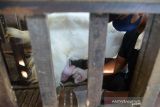 Pekerja  memerah susu kambing jenis etawa di lokasi usaha peternakan Kutaraja Aqiqah, Desa Rumpet, Kecamatan Krueng Baruna Jaya, Kabupaten Aceh Bsar, Aceh, Senin (22/11/2021). Pengusaha ternak di daerah itu menyatakan permintaan susu kambing selama pandemi COVID-19 mengalami peningkatan hingga 100 persen dari sebelumnya, namun produksi susu menurun  akibat ketersediaan kambing perahan terbatas. ANTARA FOTO/Ampelsa.