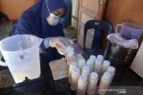 Pekerja melakukan pasteurisasi atau proses pemanasan dalam suhu tertentu susu kambing jenis etawa di lokasi usaha peternakan Kutaraja Aqiqah, Desa Rumpet, Kecamatan Krueng Baruna Jaya, Kabupaten Aceh Bsar, Aceh, Senin (22/11/2021). Pengusaha ternak di daerah itu menyatakan permintaan susu kambing selama pandemi COVID-19 mengalami peningkatan hingga 100 persen dari sebelumnya, namun produksi susu menurun  akibat ketersediaan kambing perahan terbatas. ANTARA FOTO/Ampelsa.