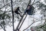 Wanita penerbang paralayang di Puncak Bogor tersangkut di pohon