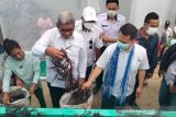 Pemkab Malra gandeng PLN dan IPB membangun rumah pengering rumput laut