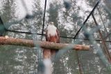 BKSDA Sumsel lepasliarkan dua ekor elang bondol ke habitat di hutan Belitung