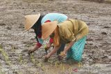 Petani Temanggung kembangkan padi organik jajar legowo