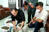 KLHK gagalkan penjualan 36,7 kg sisik trenggiling di Sumatera