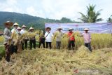 Hasil panen petani di Lubuk Kilangan meningkat usai perbaikan intake Baringin