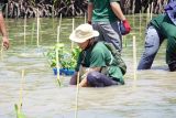 PLN tanam 10.000 bibit mangrove di Gili Petagan Lombok Timur
