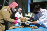 Dokter hewan Balai Konservasi Sumber Daya Alam (BKSDA) Aceh bersama mahasiswa Fakultas Kedokteran Hewan Universitas Syiah Kuala melakukan forensik terbatas terhadap barang bukti kulit harimau sumatra (Panthera tigris sumatrae) hasil sitaan di Banda Aceh, Aceh, Rabu (1/12/2021). Forensik terbatas tersebut dilakukan untuk mengetahui jenis kelamin, usia dan melihat perubahan pada kulit serta perkiraan penyebab kematian harimau yang berusia sekitar satu tahun itu. ANTARA/Irwansyah Putra