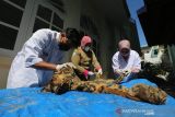 Dokter hewan Balai Konservasi Sumber Daya Alam (BKSDA) Aceh bersama mahasiswa Fakultas Kedokteran Hewan Universitas Syiah Kuala melakukan forensik terbatas terhadap barang bukti kulit harimau sumatra (Panthera tigris sumatrae) hasil sitaan di Banda Aceh, Aceh, Rabu (1/12/2021). Forensik terbatas tersebut dilakukan untuk mengetahui jenis kelamin, usia dan melihat perubahan pada kulit serta perkiraan penyebab kematian harimau yang berusia sekitar satu tahun itu. ANTARA/Irwansyah Putra