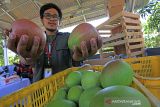 Petani yang tergabung dalam kelompok tani Wong Tanggul Ceblok (WTC) memanen buah mangga jenis Agrimania di desa Singajaya, Indramayu, Jawa Barat, Kamis (2/12/2021). Kelompok tani tersebut membudidayakan mangga varietas unggulan jenis Agrimania yang kian diminati dan dijual seharga Rp80 ribu per kilogram. ANTARA FOTO/Dedhez Anggara/agr