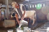 Nestle beri penghargaan kepada mitra peternak sapi perah di Jawa Timur