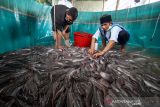 Warga memanen ikan lele hasil budi daya dengan sistem bioflok di Hagu, Lhokseumawe, Aceh, Kamis (2/12/2021). Budidaya ikan lele dari program binaan pemberdayaan ekonomi NGO Human initiative tersebut untuk membantu meningkatkan perekonomian dan kemandirian masyarakat secara berkelanjutan di tengah pandemi COVID-19. ANTARA FOTO/Rahmad