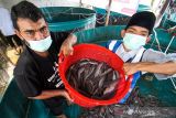 Warga memanen ikan lele hasil budi daya dengan sistem bioflok di Hagu, Lhokseumawe, Aceh, Kamis (2/12/2021). Budidaya ikan lele dari program binaan pemberdayaan ekonomi NGO Human initiative tersebut untuk membantu meningkatkan perekonomian dan kemandirian masyarakat secara berkelanjutan di tengah pandemi COVID-19. ANTARA FOTO/Rahmad