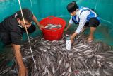 Warga memanen ikan lele hasil budi daya dengan sistem bioflok di Hagu, Lhokseumawe, Aceh, Kamis (2/12/2021). Budidaya ikan lele dari program binaan pemberdayaan ekonomi NGO Human initiative tersebut untuk membantu meningkatkan perekonomian dan kemandirian masyarakat secara berkelanjutan di tengah pandemi COVID-19. ANTARA FOTO/Rahmad