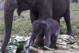 Seekor bayi gajah jantan lahir di TNTN Pelalawan, ini dia anaknya 