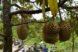 Wisatawan mengunjungi sentra kebun durian di Desa Suluk, Dolopo, Kabupaten Madiun, Jawa Timur, Sabtu (4/12/2021). Desa Suluk yang berada di lereng Gunung Wilis dikenal sebagai sentra kebun durian dan menjadi tujuan wisata terutama saat musim panen antara Januari hingga Maret. Antara Jatim/Siswowidodo/zk.