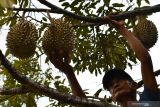 Petani melihat perkembangan buah durian di pohon di Desa Suluk, Dolopo, Kabupaten Madiun, Jawa Timur, Sabtu (4/12/2021). Desa Suluk yang berada di lereng Gunung Wilis dikenal sebagai sentra kebun durian dan menjadi tujuan wisata terutama saat musim panen antara Januari hingga Maret. Antara Jatim/Siswowidodo/zk.