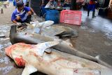 Pekerja mengumpulkan ikan hiu ke dalam keranjang di tempat pelelangan ikan Karangsong, Indramayu, Jawa Barat, Kamis (6/12/2021). Berbagai jenis ikan hiu masih menjadi target tangkapan nelayan di daerah itu untuk diambil sirip ataupun dagingnya karena nilai jual yang tinggi. ANTARA FOTO/Dedhez Anggara/agr