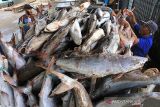 Pekerja mengumpulkan ikan di tempat pelelangan ikan Karangsong, Indramayu, Jawa Barat, Senin (6/12/2021). Kementerian Kelautan dan Perikanan menyatakan selama periode Januari hingga Oktober 2021, nilai ekspor produk perikanan indonesia mencapai 4,56 Miliar dolar AS atau naik 6,6 persen dibanding periode yang sama tahun 2020 sebesar 4,28 miliar dolar AS. ANTARA FOTO/Dedhez Anggara/agr