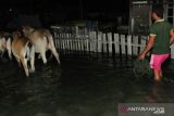Pemkab Parimo imbau warga pesisir tingkatkan kewaspadaan banjir rob