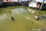 Seorang anak mengumpulkan botol bekas saat banjir pasang air laut atau rob di Desa Hagu Selatan, Kecamatan Banda Sakti, Lhokseumawe, Aceh, Senin (6/12/2021). Banjir rob musiman itu merendam tiga desa perkampungan nelayan dan merusak jalan lingkar pesisir pantai. ANTARA FOTO/Rahmad