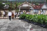 Kelurahan Durian I Kota Sawahlunto berikan bantuan bibit pinang untuk 127 KK