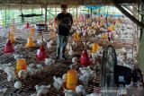 Resto cepat saji banyak tidak perhatikan kesejahteraan ayam