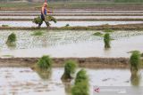 Petani menanam padi di areal sawah desa Pabean udik, Indramayu, Jawa Barat, Sabtu (11/12/2021). Kementerian Pertanian menargetkan produksi padi sebagai komoditas utama bisa mencapai 55,20 juta ton pada tahun 2022. ANTARA FOTO/Dedhez Anggara/agr