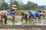 Petani menanam padi di kawasan sawah desa Pabean Udik, Indramayu, Jawa Barat, Sabtu (11/12/2021). Kementerian Pertanian menargetkan produksi padi sebagai komoditas utama bisa mencapai 55,20 juta ton pada tahun 2022. ANTARA FOTO/Dedhez Anggara/agr