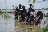 Racika Palm Batang tanam 6.000 bibit mangrove
