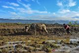 Petani membajak sawah menggunakan kerbau di Desa Darmaraja, Kabupaten Ciamis, Jawa Barat, Minggu (12/12/2021). Sejumlah petani di kawasan itu masih mengunakan tenaga kerbau untuk membajak sawah guna mengurangi biaya produksi. ANTARA FOTO/Adeng Bustomi/agr