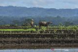 Petani membajak sawah menggunakan kerbau di Desa Darmaraja, Kabupaten Ciamis, Jawa Barat, Minggu (12/12/2021). Sejumlah petani di kawasan itu masih mengunakan tenaga kerbau untuk membajak sawah guna mengurangi biaya produksi. ANTARA FOTO/Adeng Bustomi/agr