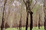 Jurnal Celebes: Deforestasi hutan Sulsel capai 66.158 hektare