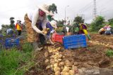 KBH Kledung hasilkan 28 ton benih kentang/tahun