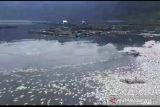 Ratusan ton ikan mati di Danau Maninjau akibat kekurangan oksigen
