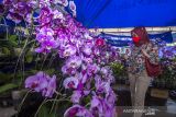 Pengunjung melihat tanaman anggrek yang di jual saat Meratus Orchid Show ke 9 di Taman 0 Km, Banjarmasin, Kalimantan Selatan, Senin (13/12/2021). Ajang tahunan pameran dan lomba yang diselenggarakan oleh Perhimpunan Anggrek Indonesia Provinsi Kalsel bersama Dinas Pariwisata Provinsi Kalsel tersebut menampilkan sederet spesies tanaman anggrek serta sebagai upaya melestarikan flora nusantara khususnya tanaman anggrek sebagai kekayaan flora yang dimiliki nusantara. ANTARA FOTO/Bayu Pratama S.