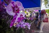 MERATUS ORCHID SHOW. Pengunjung melihat tanaman anggrek yang di jual saat Meratus Orchid Show ke 9 di Taman 0 Km, Banjarmasin, Kalimantan Selatan, Jumat (10/12/2021). Ajang tahunan pameran dan lomba yang diselenggarakan oleh Perhimpunan Anggrek Indonesia Provinsi Kalsel bersama Dinas Pariwisata Provinsi Kalsel tersebut menampilkan sederet spesies tanaman anggrek serta sebagai upaya melestarikan flora nusantara khususnya tanaman anggrek sebagai kekayaan flora yang dimiliki nusantara. ANTARA FOTO/Bayu Pratama S.