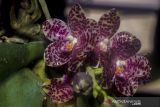 Salah satu tanaman anggrek bulan raksasa (Phalaenopsis gigantea) yang terancam punah di pajang saat Meratus Orchid Show ke 9 di Taman 0 Km, Banjarmasin, Kalimantan Selatan, Senin (13/12/2021). Ajang tahunan pameran dan lomba yang diselenggarakan oleh Perhimpunan Anggrek Indonesia Provinsi Kalsel bersama Dinas Pariwisata Provinsi Kalsel tersebut menampilkan sederet spesies tanaman anggrek serta sebagai upaya melestarikan flora nusantara khususnya tanaman anggrek sebagai kekayaan flora yang dimiliki nusantara. ANTARA FOTO/Bayu Pratama S.