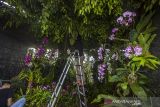 Peserta lomba menyiapkan taman anggreknya saat Meratus Orchid Show ke 9 di Taman 0 Km, Banjarmasin, Kalimantan Selatan, Senin (13/12/2021). Ajang tahunan pameran dan lomba yang diselenggarakan oleh Perhimpunan Anggrek Indonesia Provinsi Kalsel bersama Dinas Pariwisata Provinsi Kalsel tersebut menampilkan sederet spesies tanaman anggrek serta sebagai upaya melestarikan flora nusantara khususnya tanaman anggrek sebagai kekayaan flora yang dimiliki nusantara. ANTARA FOTO/Bayu Pratama S.