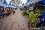 Pengunjung melihat tanaman anggrek yang di jual saat Meratus Orchid Show ke 9 di Taman 0 Km, Banjarmasin, Kalimantan Selatan, Senin (13/12/2021). Ajang tahunan pameran dan lomba yang diselenggarakan oleh Perhimpunan Anggrek Indonesia Provinsi Kalsel bersama Dinas Pariwisata Provinsi Kalsel tersebut menampilkan sederet spesies tanaman anggrek serta sebagai upaya melestarikan flora nusantara khususnya tanaman anggrek sebagai kekayaan flora yang dimiliki nusantara. ANTARA FOTO/Bayu Pratama S.