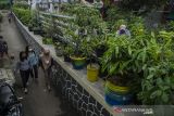 Seorang warga (kanan) bertani di kawasan pertanian perkotaan (Urban Farming) Pajajaran, Bandung, Jawa Barat, Senin (13/12/2021). Kementerian Pertanian terus mengenjot pengembangan konsep pertanian modern seperti urban farming di lahan terbatas bagi masyarakat di perkotaan karena terbukti menjadi sektor yang tetap tumbuh dan menjadi pemantik kebangkitan ekonomi nasional di masa pandemi COVID-19. ANTARA FOTO/Novrian Arbi/agr