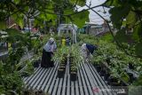 Warga merawat tanaman di kawasan Urban Farming (pertanian perkotaan) Pajajaran, Bandung, Jawa Barat, Senin (13/12/2021). Kementerian Pertanian terus mengenjot pengembangan konsep pertanian modern seperti urban farming di lahan terbatas bagi masyarakat di perkotaan karena terbukti menjadi sektor yang tetap tumbuh dan menjadi pemantik kebangkitan ekonomi nasional di masa pandemi COVID-19. ANTARA FOTO/Novrian Arbi/agr