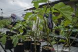 Warga merawat tanaman di kawasan Urban Farming (pertanian perkotaan) Pajajaran, Bandung, Jawa Barat, Senin (13/12/2021). Kementerian Pertanian terus mengenjot pengembangan konsep pertanian modern seperti urban farming di lahan terbatas bagi masyarakat di perkotaan karena terbukti menjadi sektor yang tetap tumbuh dan menjadi pemantik kebangkitan ekonomi nasional di masa pandemi COVID-19. ANTARA FOTO/Novrian Arbi/agr