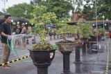 Pekerja menyiram tanaman bonsai yang dipajang dalam lomba dan pameran bonsai di GOR Lembupeteng, Tulungagung, Jawa Timur, Selasa (14/12/2021). Sebanyak 229 tanaman bonsai dipamerkan dalam kegiatan tersebut. Antara Jatim/Destyan Sujarwoko/zk