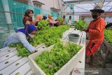 Sejumlah anggota Kelompok Tani Wanita (KWT) Sukaurip memanen selada di Desa Sukaurip, Balongan, Indramayu, Jawa Barat, Rabu (15/12/2021). Pemerintah desa setempat mengupayakan pemberdayaan wanita melalui program KWT dengan memberikan sarana budidaya sayuran hidroponik yang diharapkan dapat meningkatkan ketahanan pangan. ANTARA FOTO/Dedhez Anggara/agr