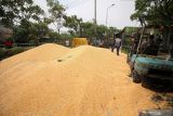  Alat berat membersihkan jagung yang tumpah dari truk terguling di kawasan Pucang, Sidoarjo, Jawa Timur, Rabu (15/12/2021). TIdak ada korban jiwa dalam peristiwa tersebut . Antara Jatim/Umarul Faruq/zk