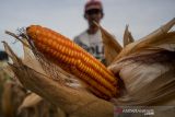 Ongkos Produksi Jagung Makin Tinggi