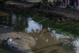 Sejumlah warga menonton seekor buaya liar berukuran sekitar empat meter yang berjemur gundukan pasir di Sungai Palu, Sulawesi Tengah, Rabu (15/12/2021). Buaya liar yang telah menjadikan sungai itu sebagai habitatnya kerap menjadi tontonan warga jika sedang berjemur atau menampakkan diri dan tak jarang membuat kemacetan parah karena letak sungai yang dilintasi jalan utama. ANTARA FOTO/Basri Marzuki/hp.
