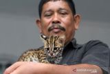 Petugas Balai Konservasi Sumber Daya Alam (BKSDA) Aceh Utara memperlihatkan seekor kucing kuwuk (prionailurus bengalensis) di halaman Kantor BKSDA Resor Aceh Utara, Aceh, Kamis (16/12/2021). Kucing kuwuk atau macan akar tersebut merupakan serahan warga secara sukarela untuk direhabilitasi dan dilepasliarkan kembali ke habitatnya. ANTARA FOTO/Rahmad